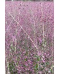 Ерагростіс/Полевичка/Гусятник видний|Eragrostis spectabilis|Эрагростис/Полевичка/Гусятник видный